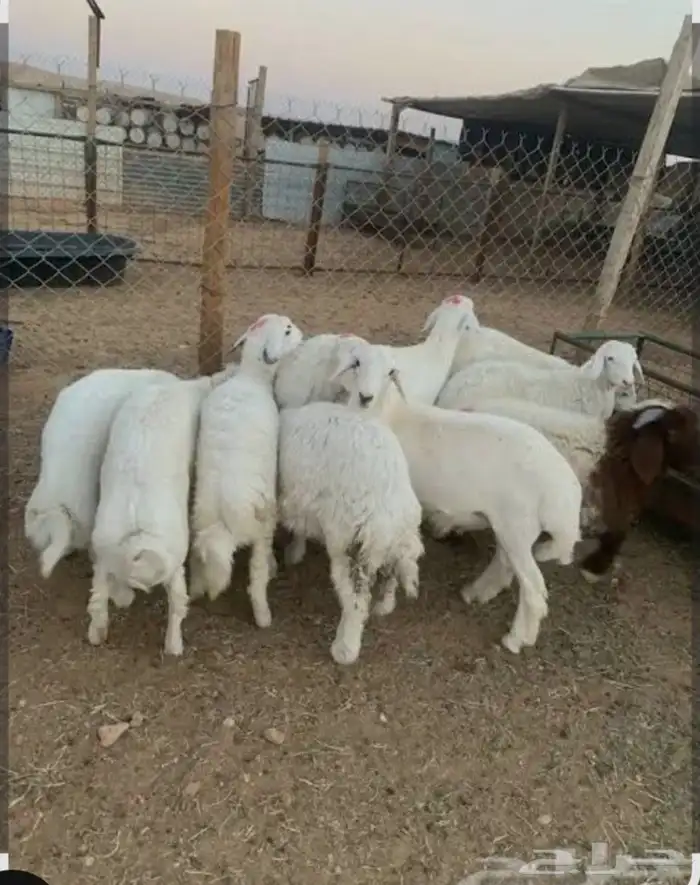 ذبيحتك واصله لبيتك 4