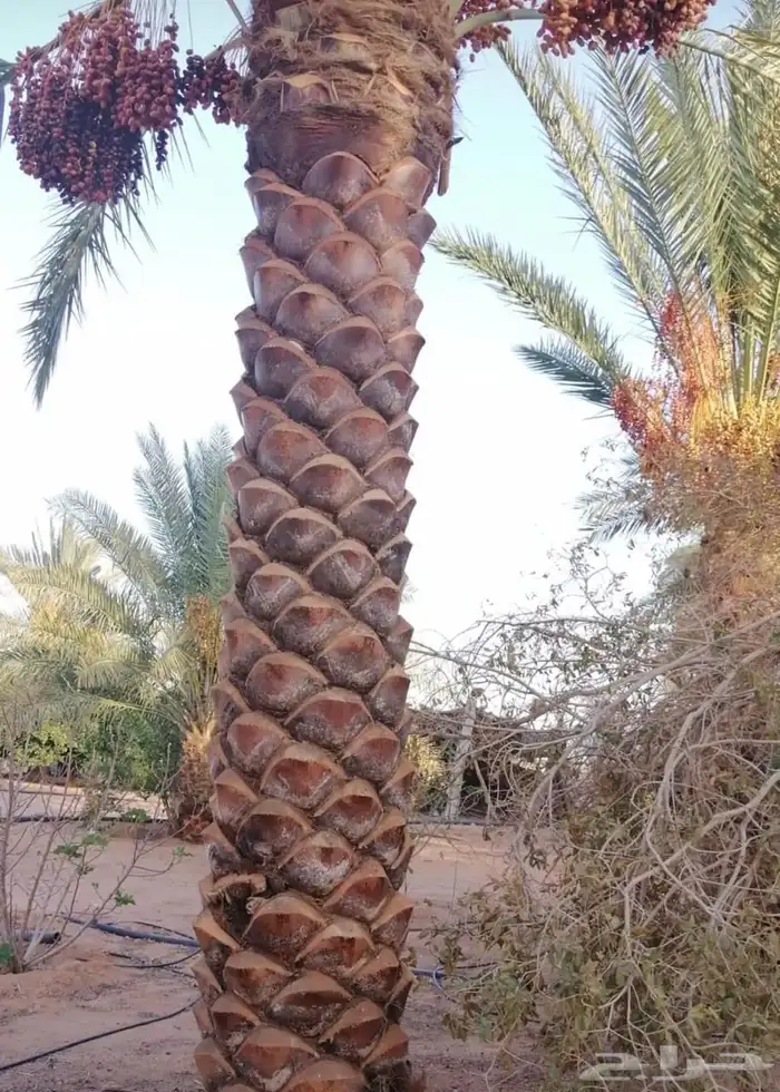 توريد نخيل تركيب نخيل زراعة نخيل 28