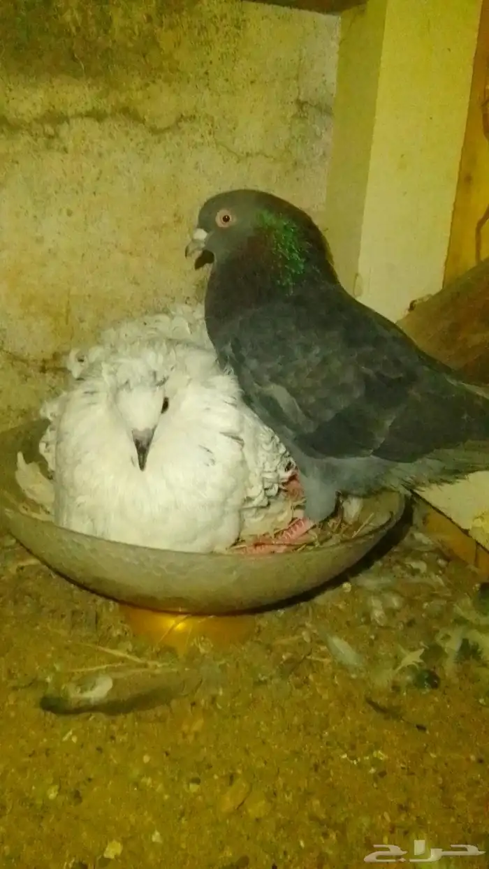 زوج انثى مفتل وذكر قلابي جو معاانتاجهم 0