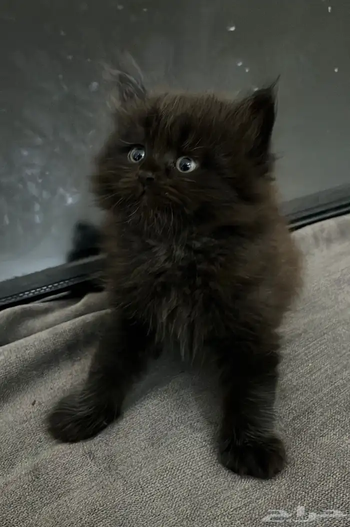 قطط صغيرة كيتن 1