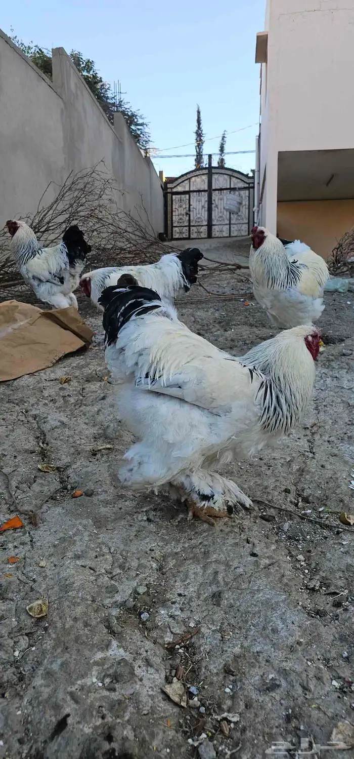 ديوك براهما صافيه 0