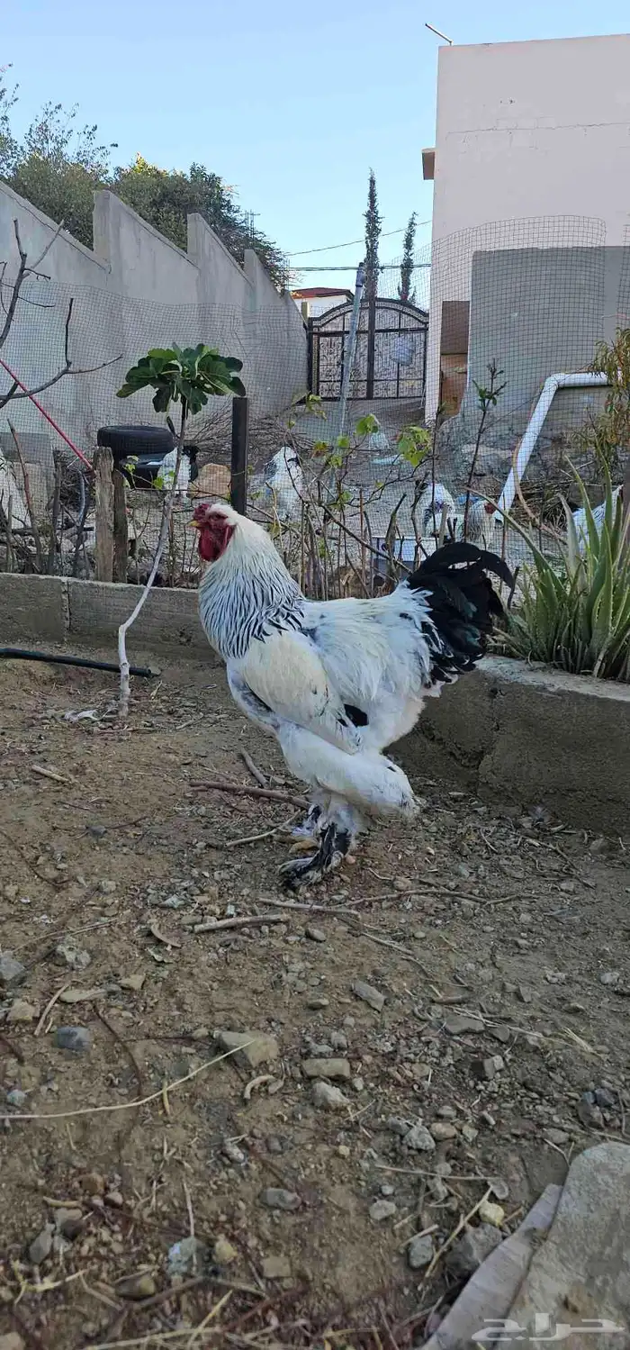 ديوك براهما صافيه 3