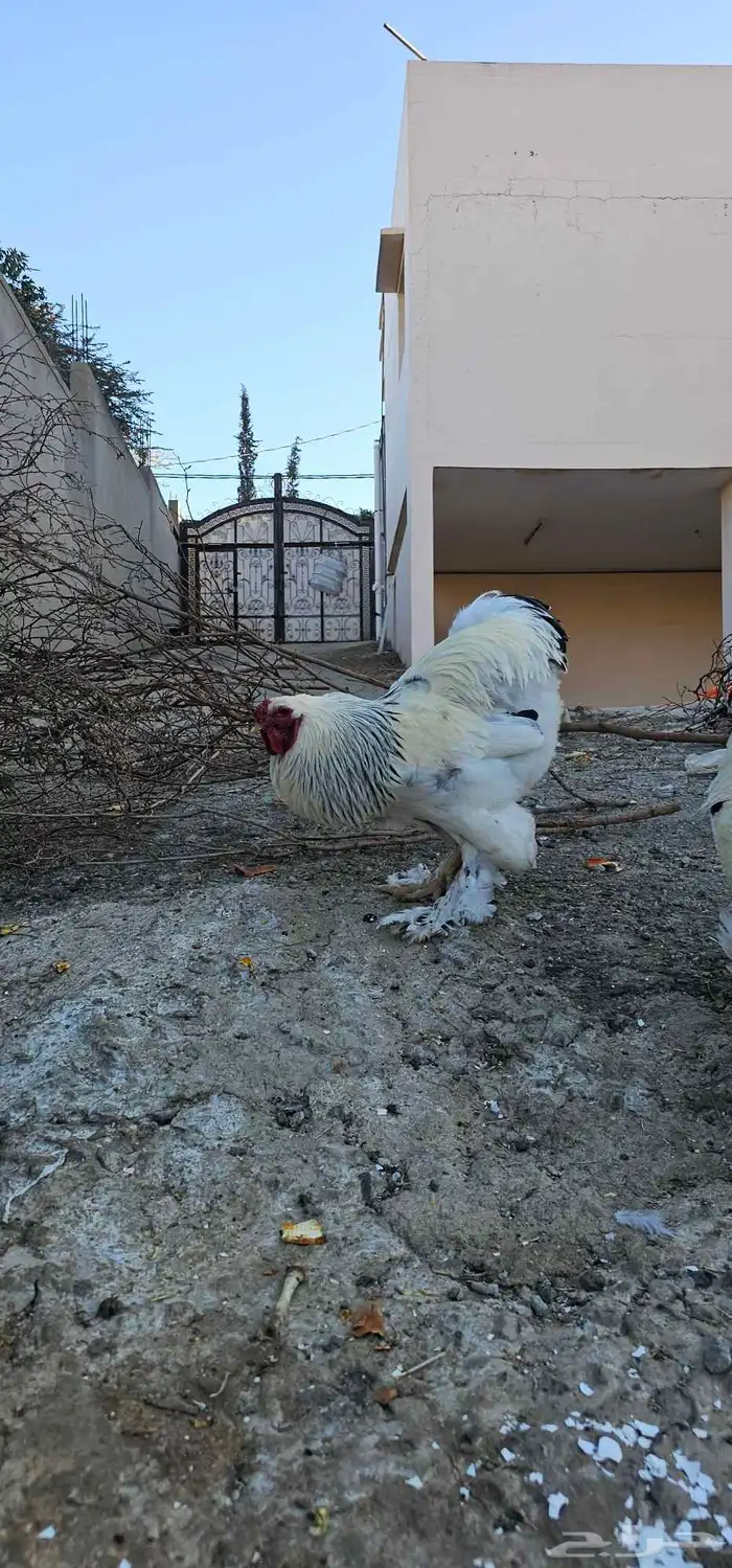 ديوك براهما صافيه 1