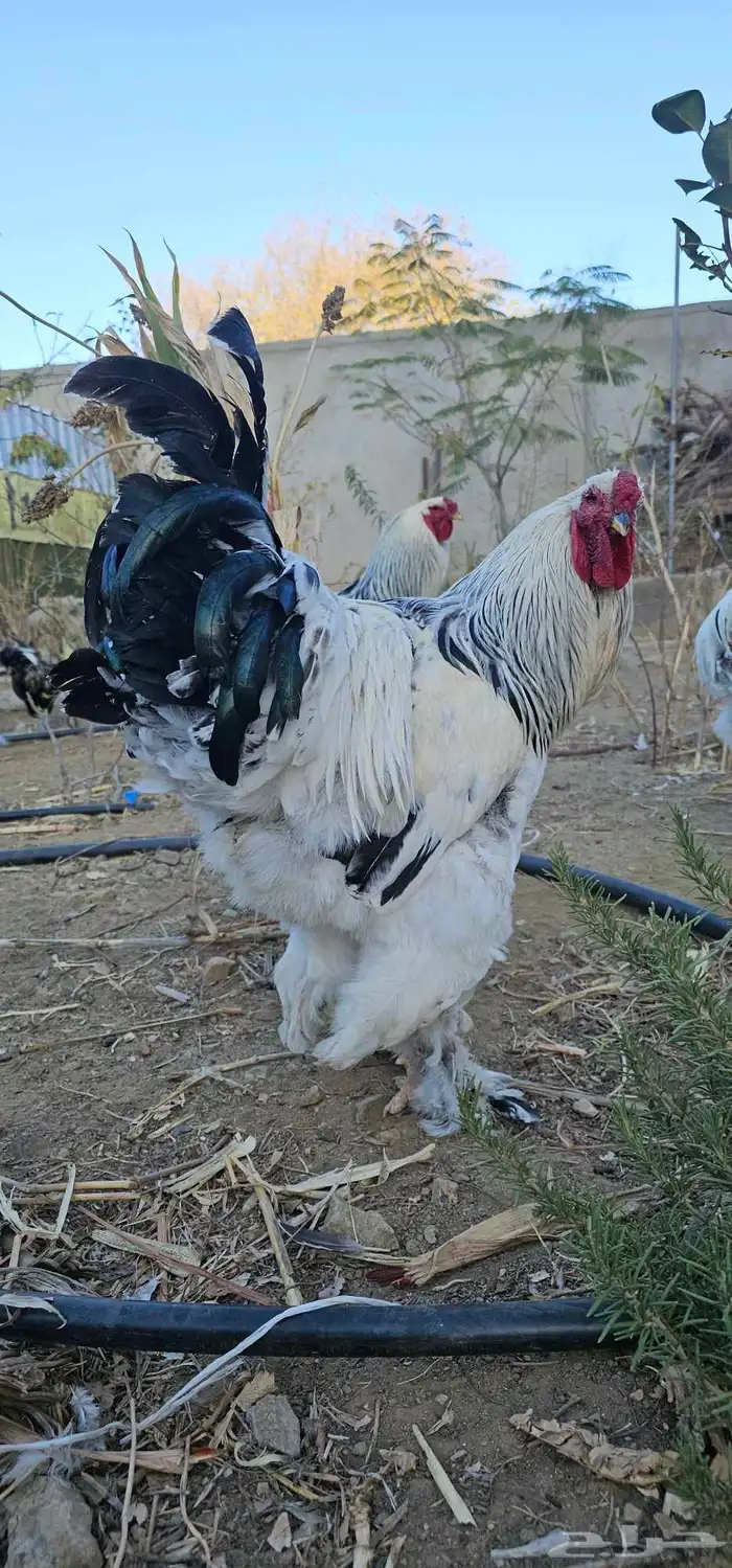 ديوك براهما صافيه 4