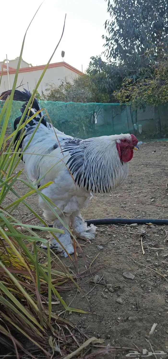 ديوك براهما صافيه 2