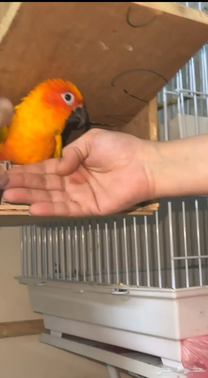 ببغاء صن كنيور 2