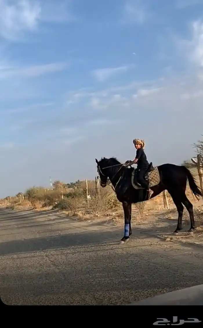 حصان شيخ للبيع 5