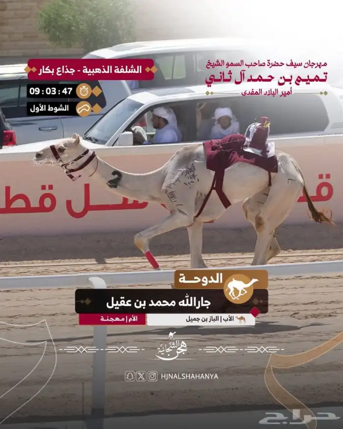 للبيع بكره جذعه شكل وسلاله ومن انتاج العطيه 1