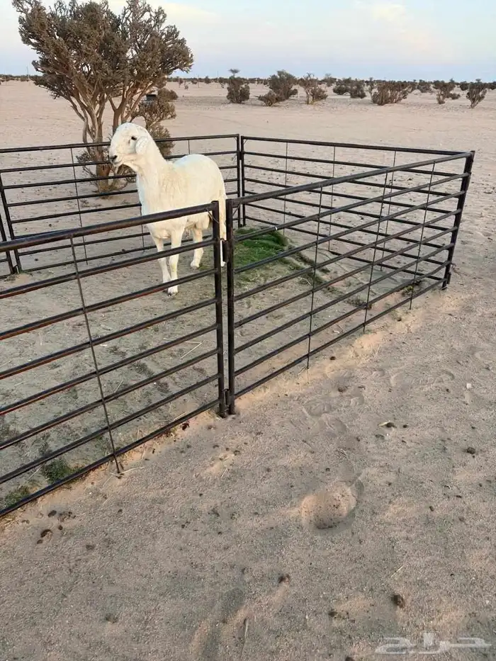 مشروع فحل حري فاخر 2