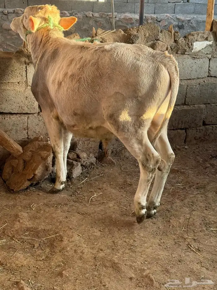 حسلان للبيع 0