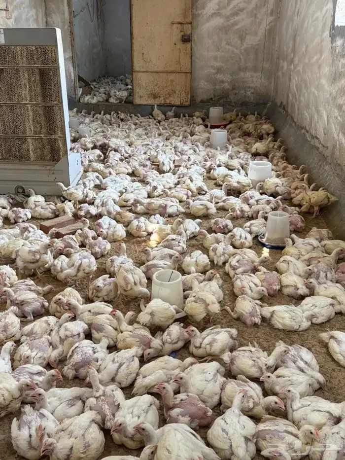 دجاج لاحم بدون هرمون 1