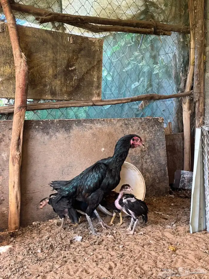 دجاج شامو الماني للبيع 8