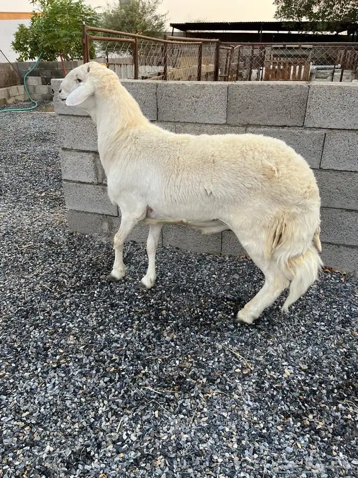 فحل حري( تم البيع) 1