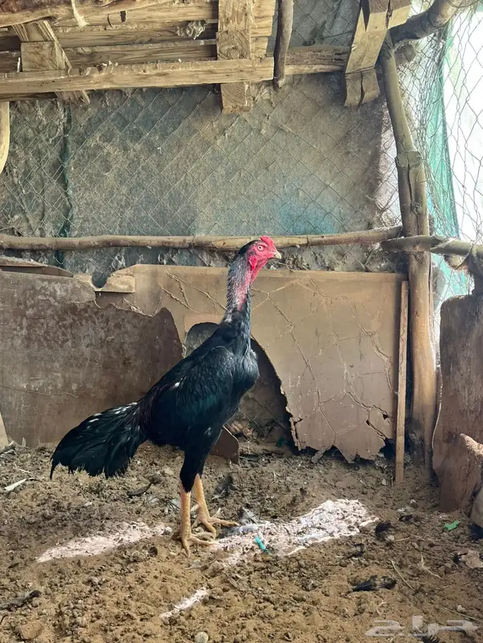 دجاج شامو الماني للبيع 9