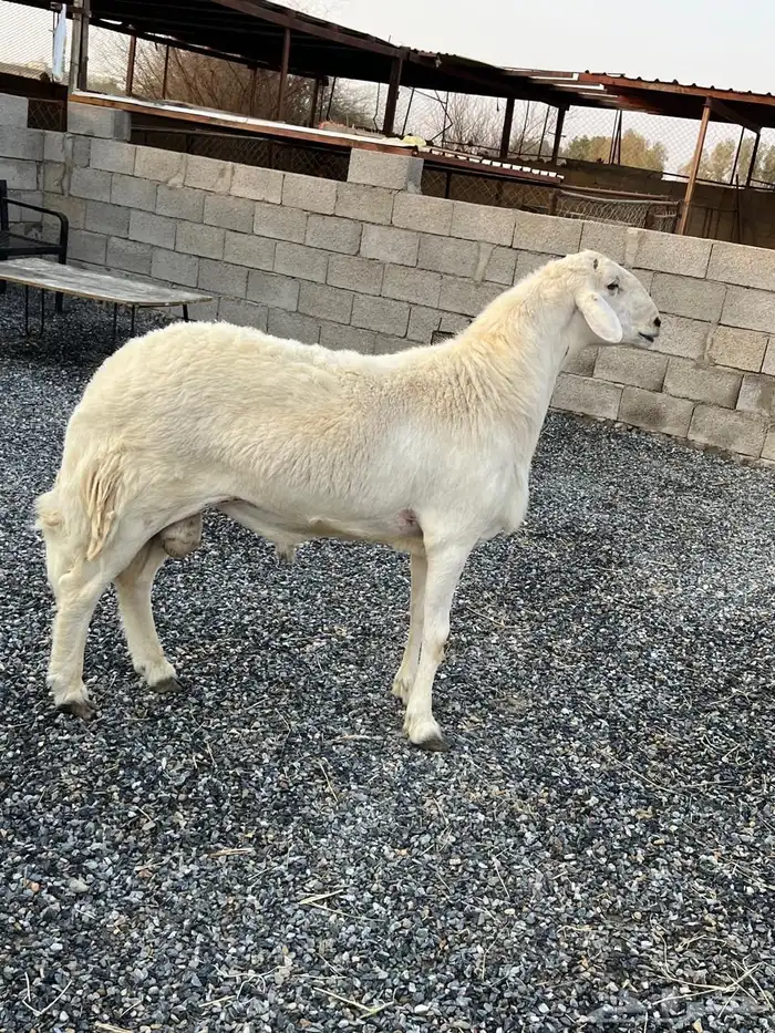 فحل حري( تم البيع) 0