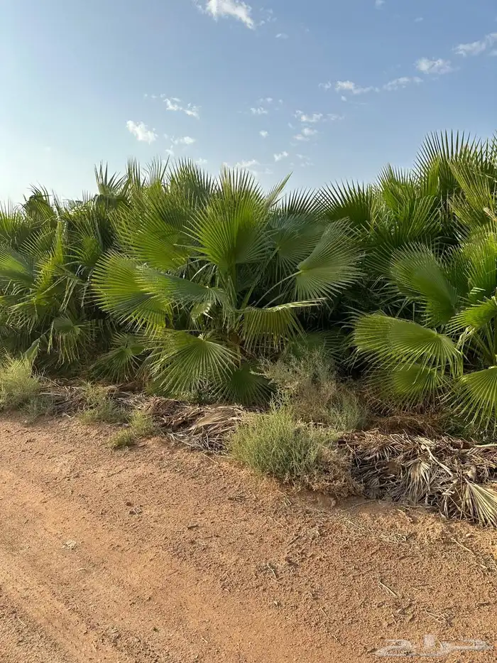 نخل واشنطن للبيع متوفر كميتا 0