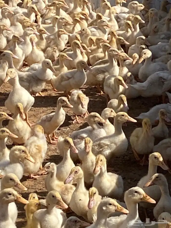 صوص بط بكيني 0