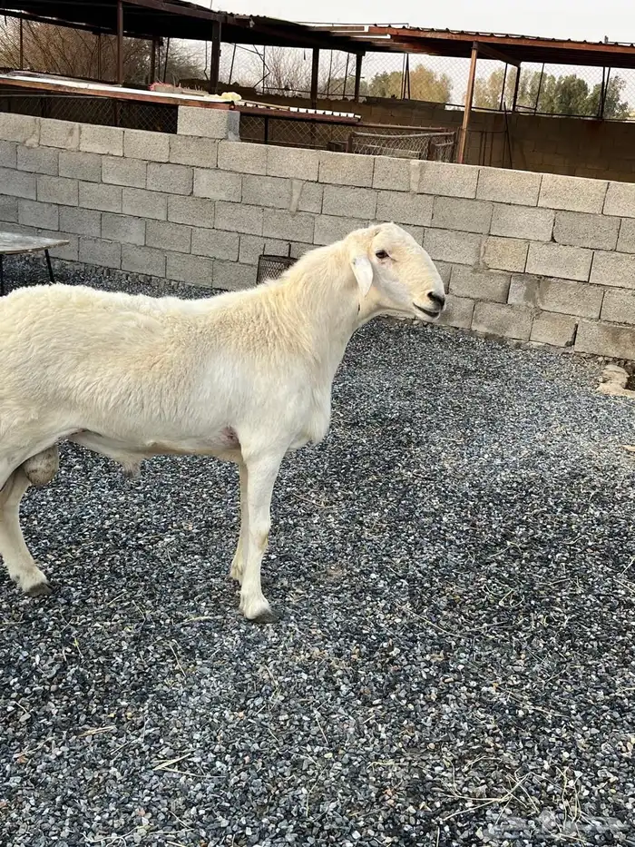 فحل حري( تم البيع) 2