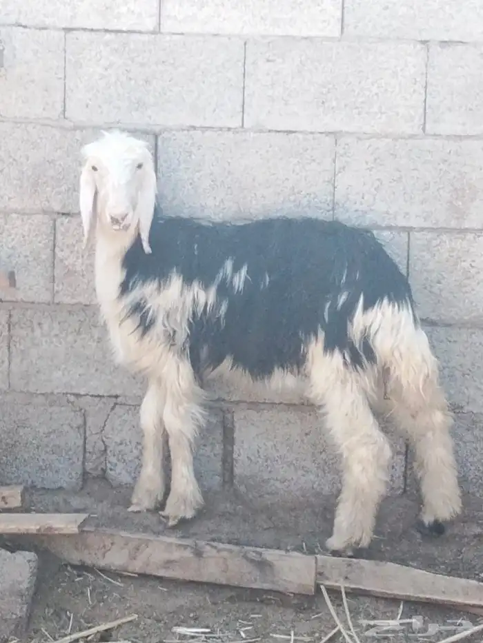 نعاج نجدية فاخره 2