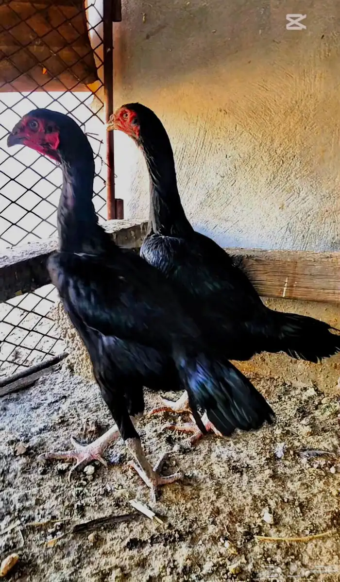 للبيع دجاجتين شامو الماني 1