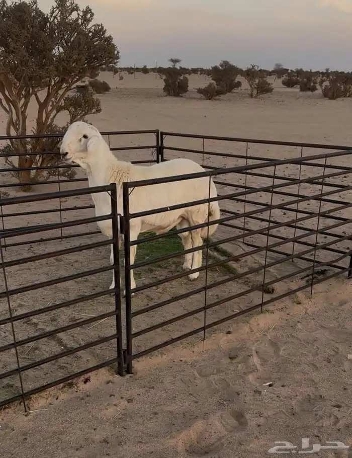 مشروع فحل حري فاخر 1