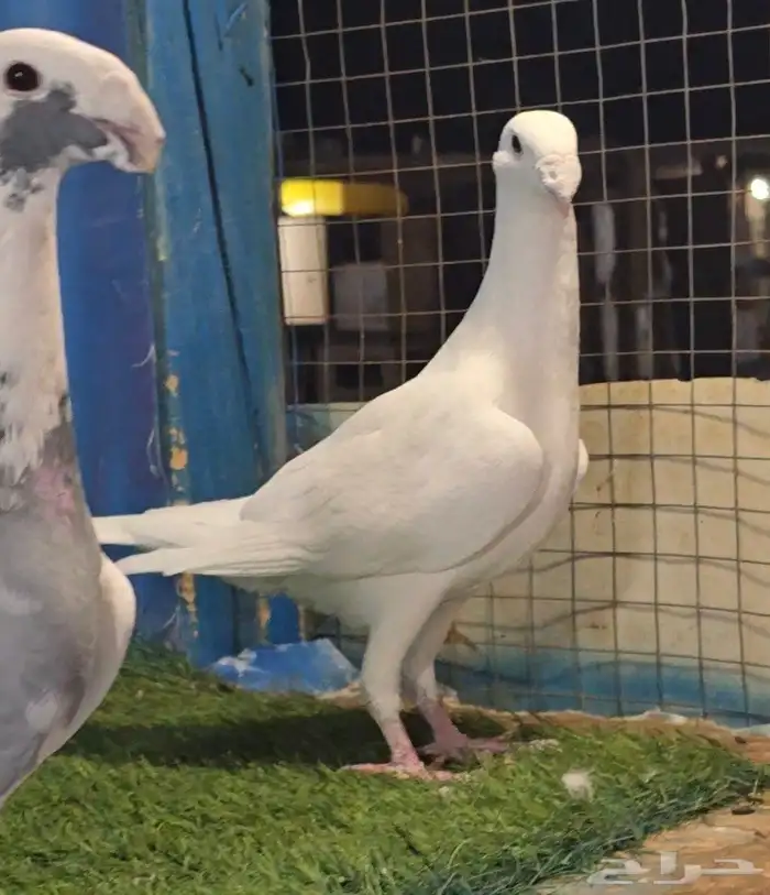 جوز هومر فخم 7