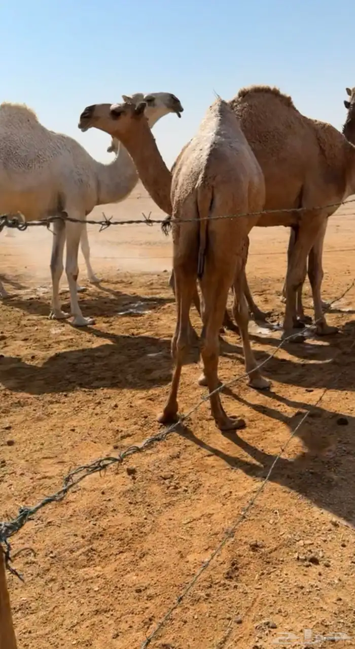 للبيع بكرة كفو حقه 1