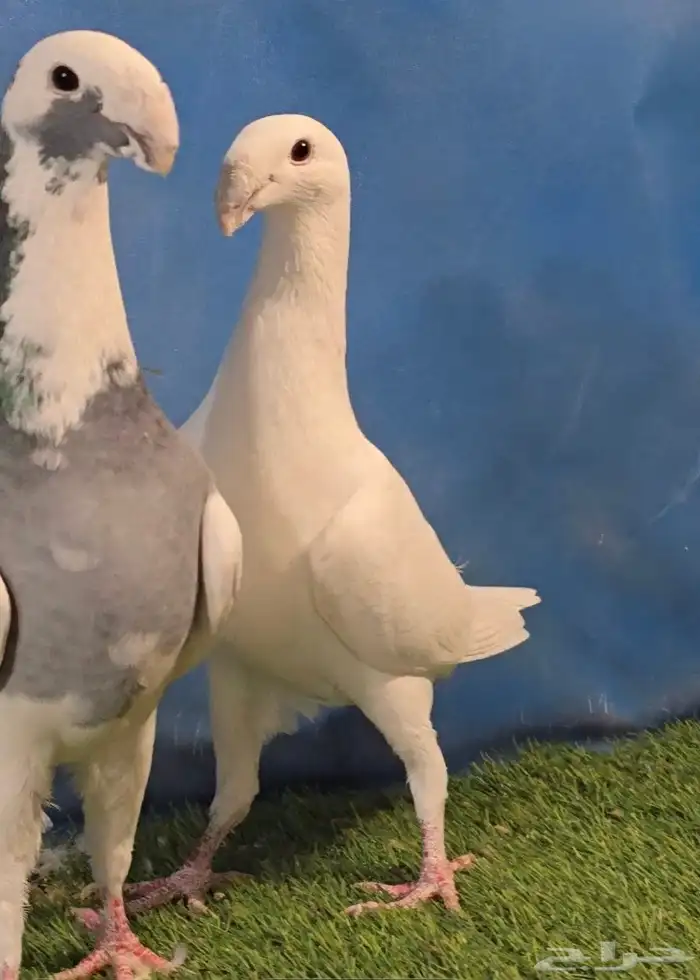 جوز هومر فخم 6