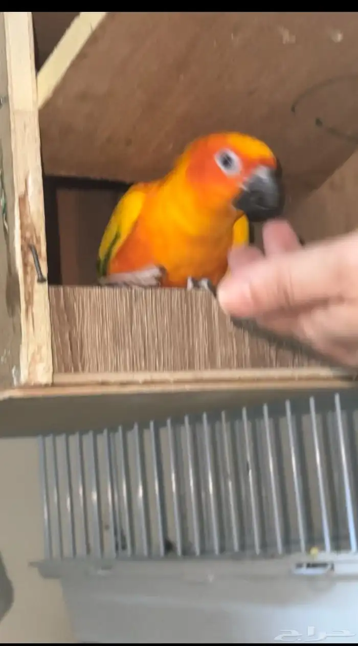 ببغاء صن كنيور 3