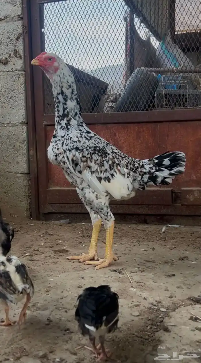 زوج شامو ياباني 6