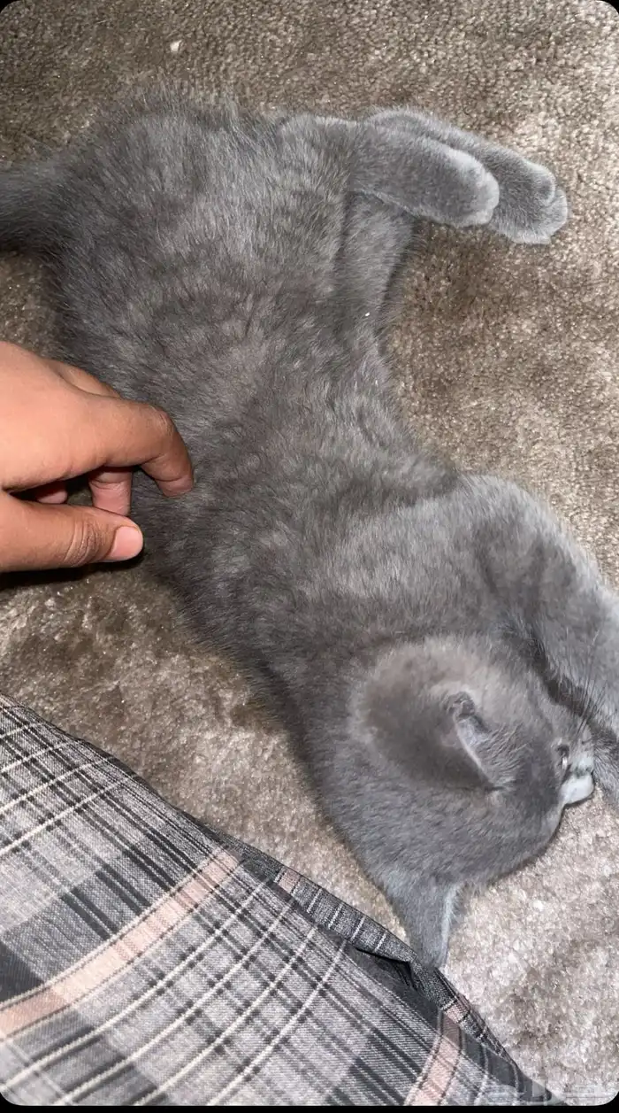 قطوة لتبني 0