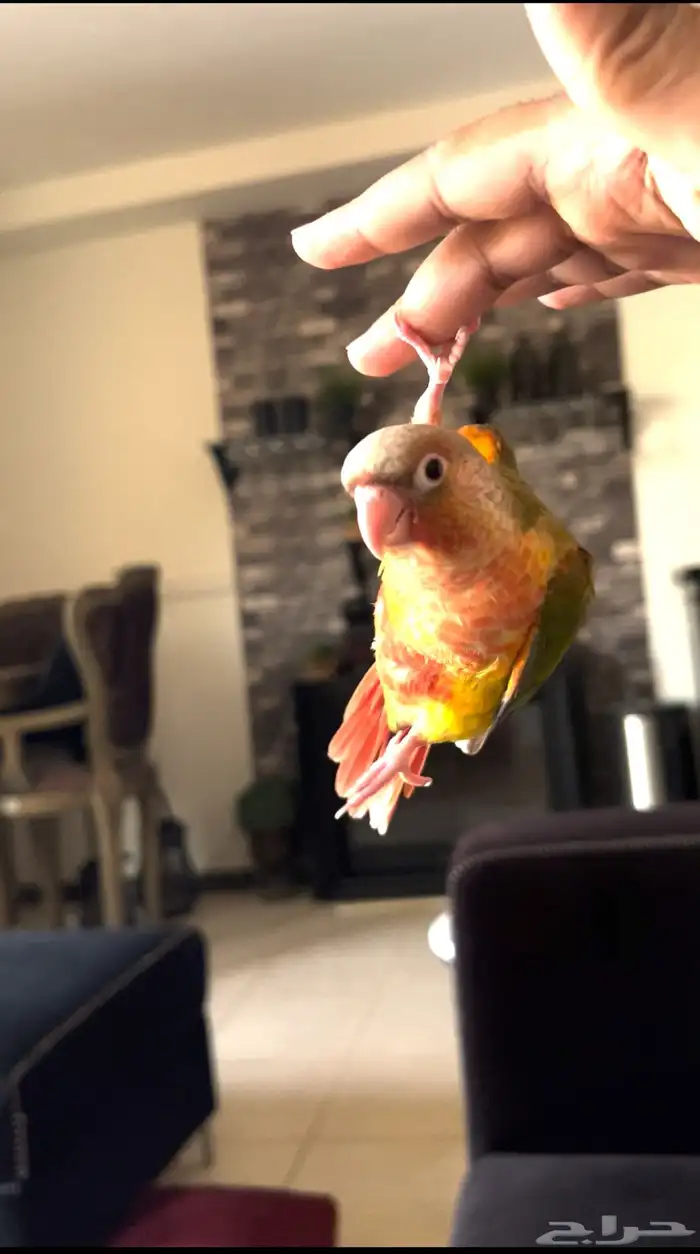 ببغاء كنيور اناناس دبل رد فاكتر هدد وين ماتروح معك 0