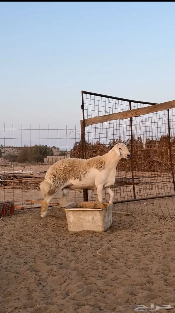 للبيع طلي السن توه مقلع رباع 2