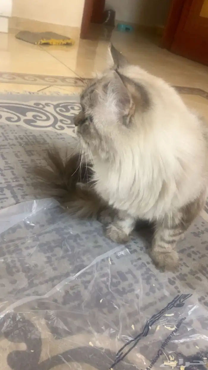 قط ذكر هملايا يطلب تزاوج 0