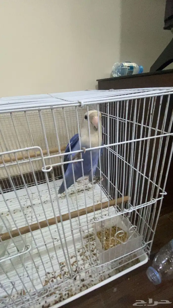 انثى روز اليفه عض خفيف فيها فرض حركه و تصفر 0