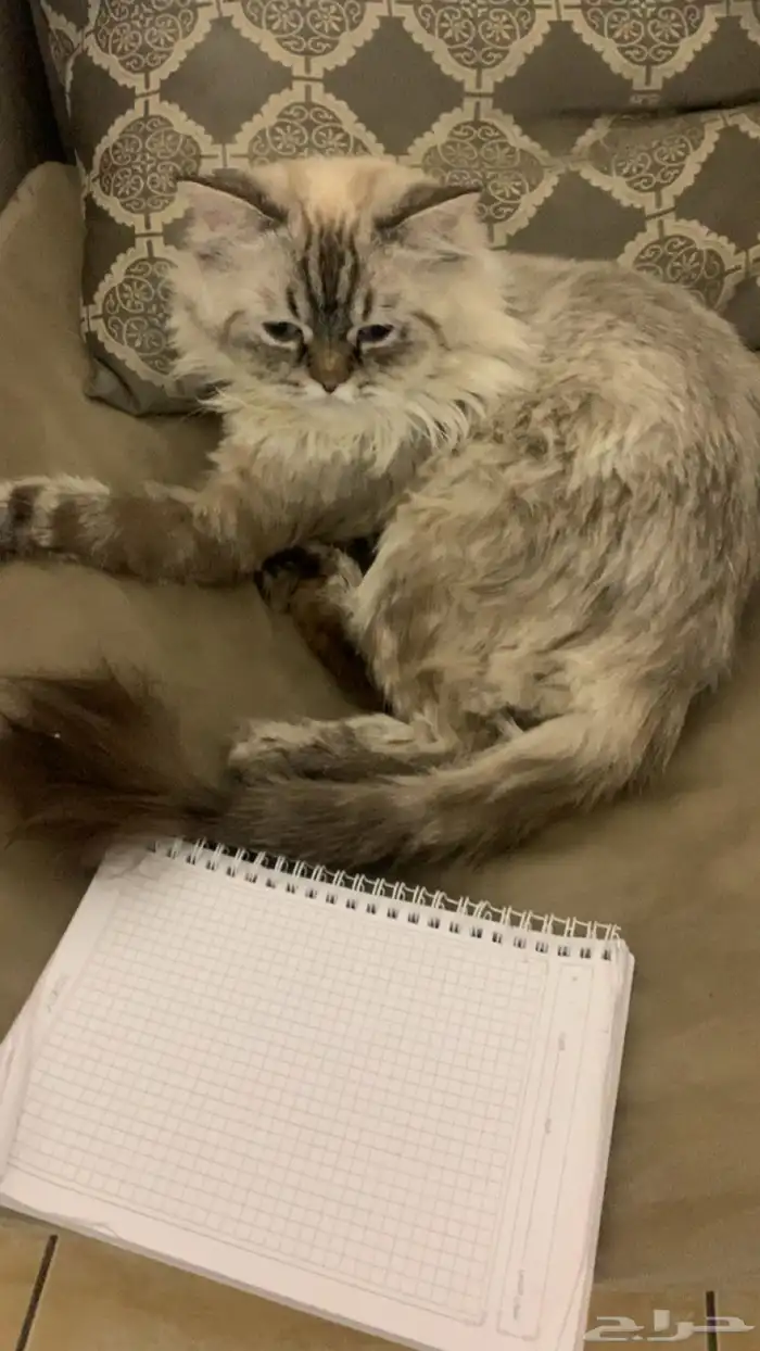 قط ذكر هملايا يطلب تزاوج 1