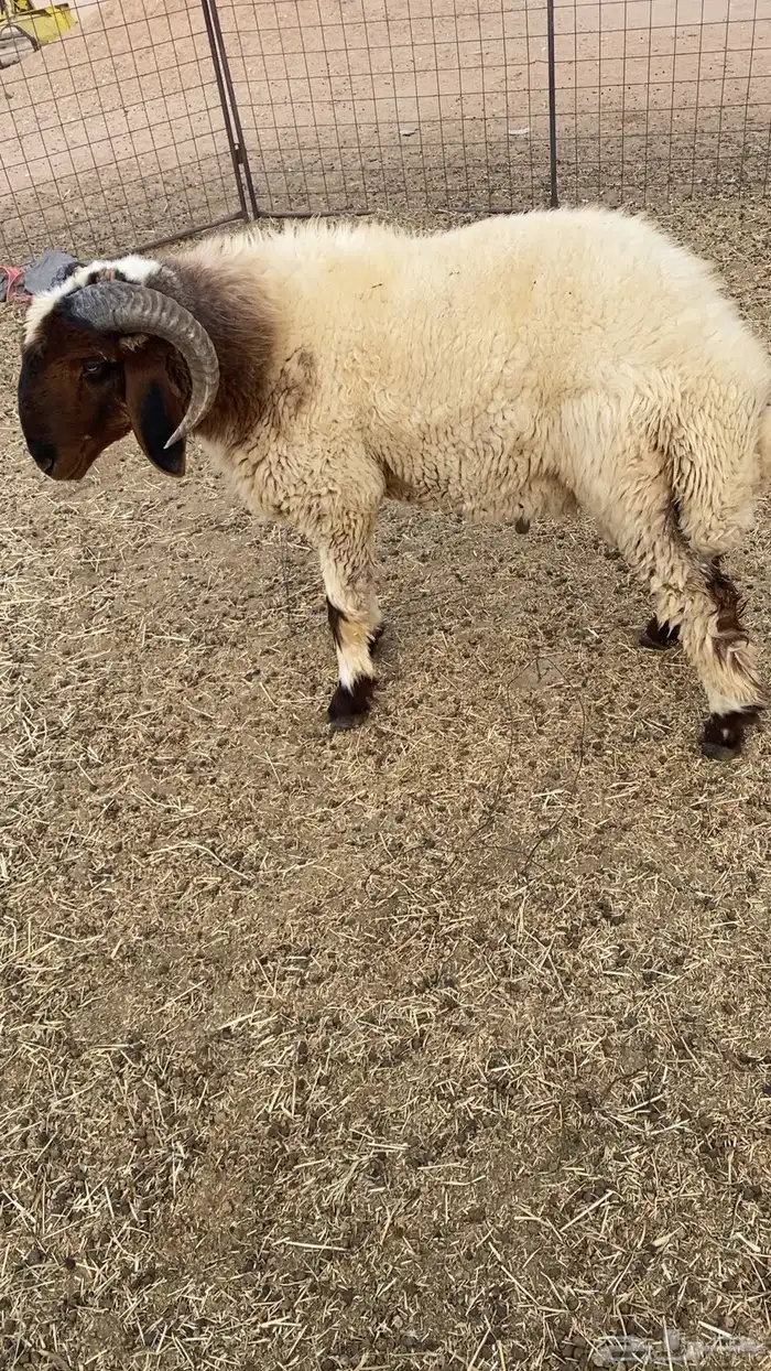 خروف فحل للبيع 0