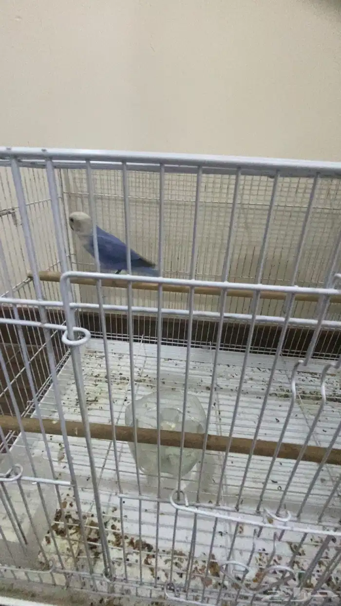 انثى روز اليفه عض خفيف فيها فرض حركه و تصفر 1