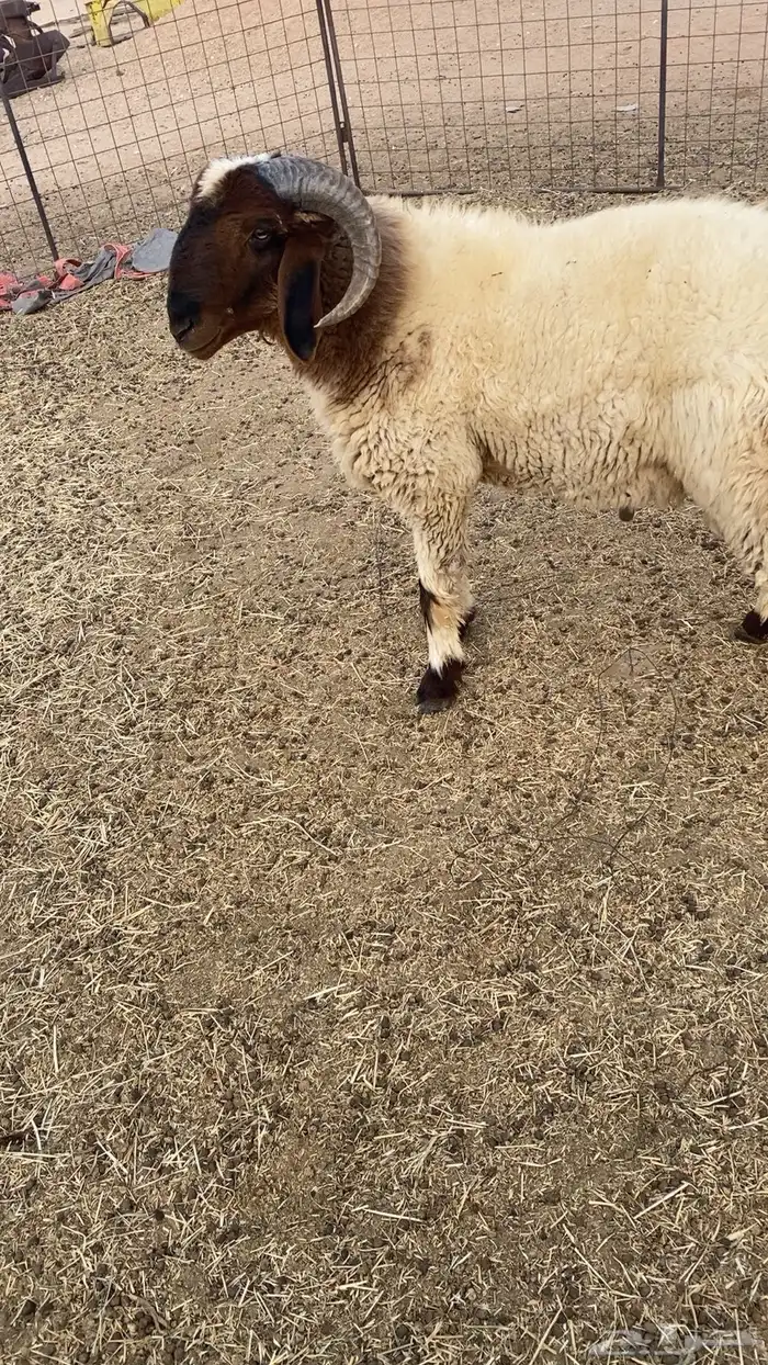 خروف فحل للبيع 1