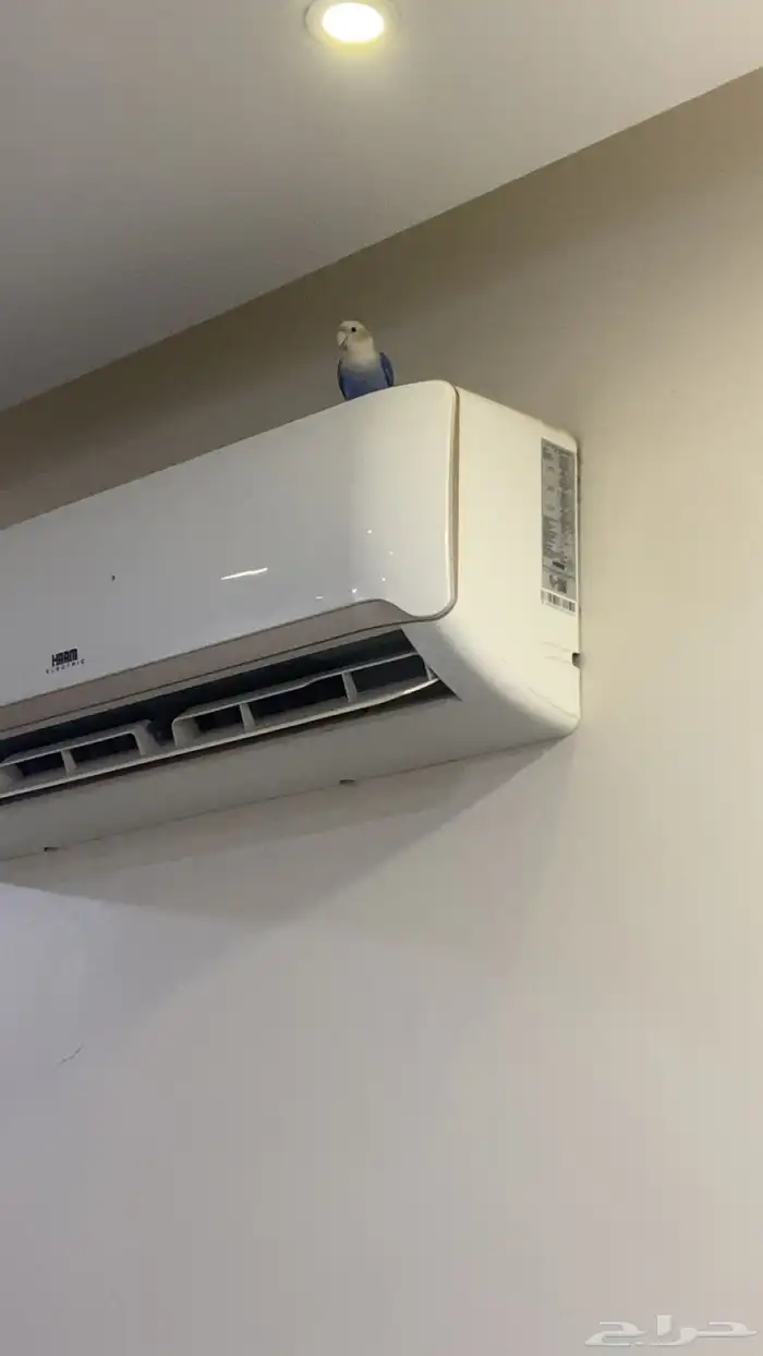 انثى روز اليفه عض خفيف فيها فرض حركه و تصفر 2