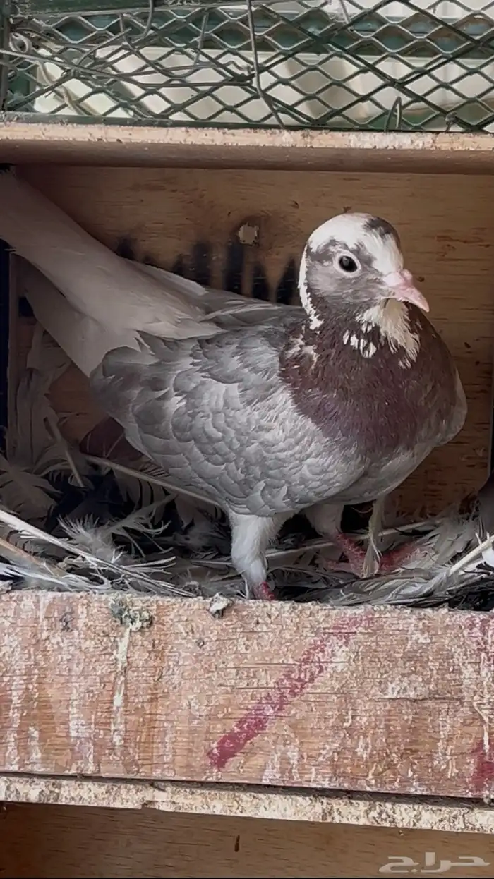 ثلاث اجواز قطايف للبيع 1