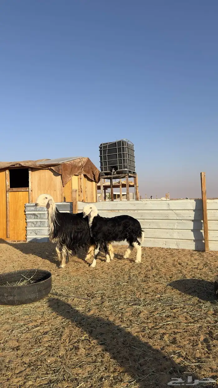 نجديه كفو تحتها خروف كفو 3