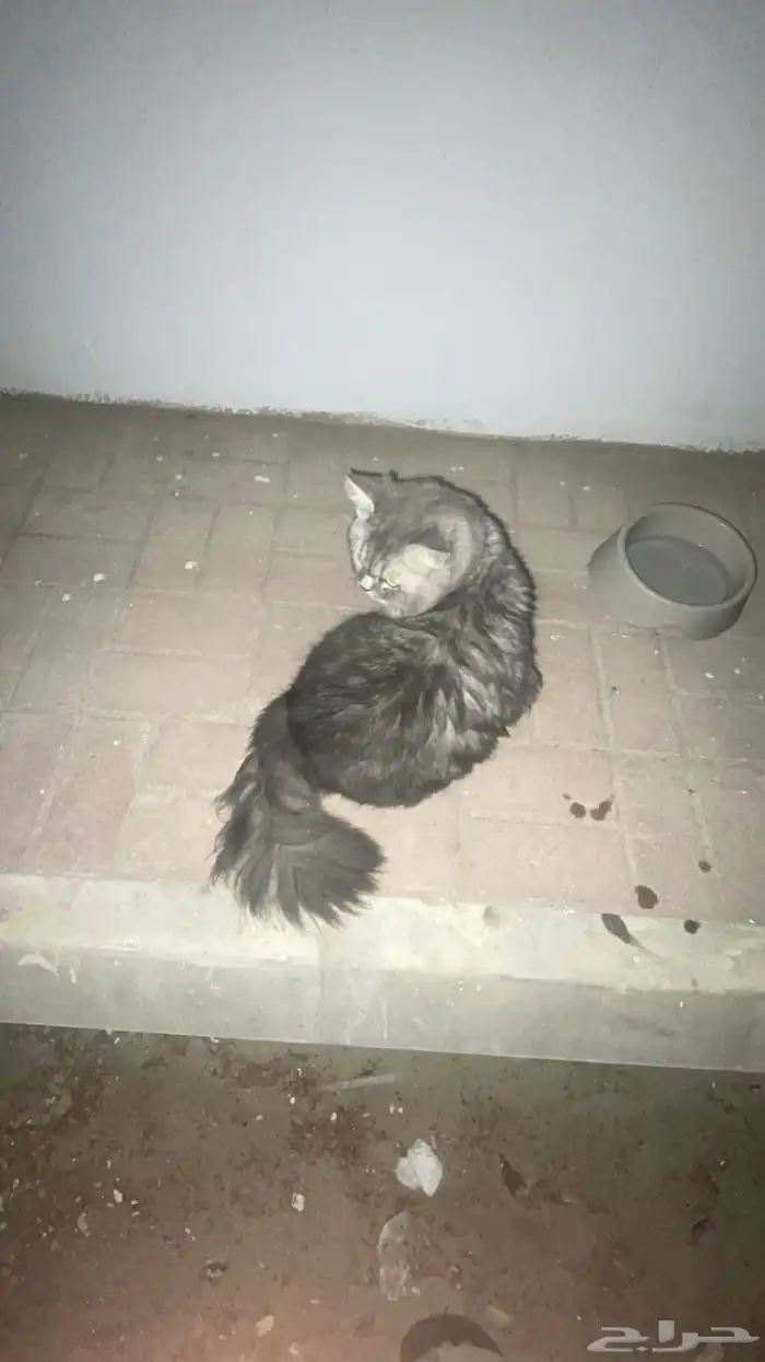 قط ضايع الدمام 2