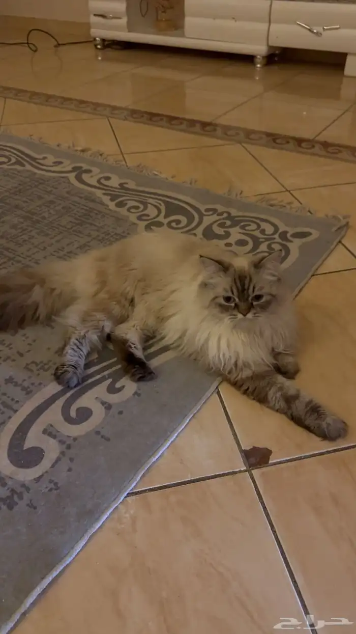 قط ذكر هملايا يطلب تزاوج 3