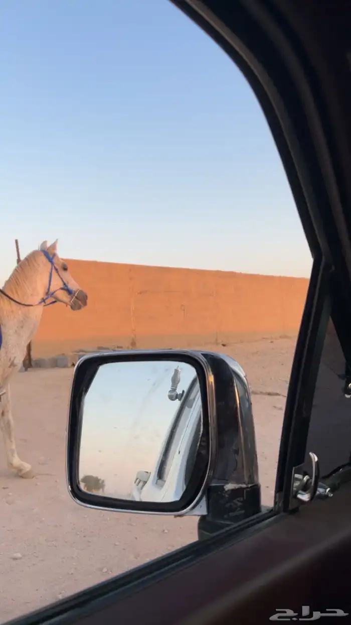 حصان للبيع 4