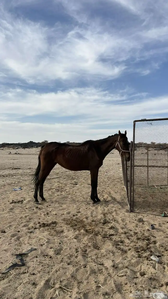 فرس  إنجليزية عندها كويه اليد اليمين ما تشتكي منه 0