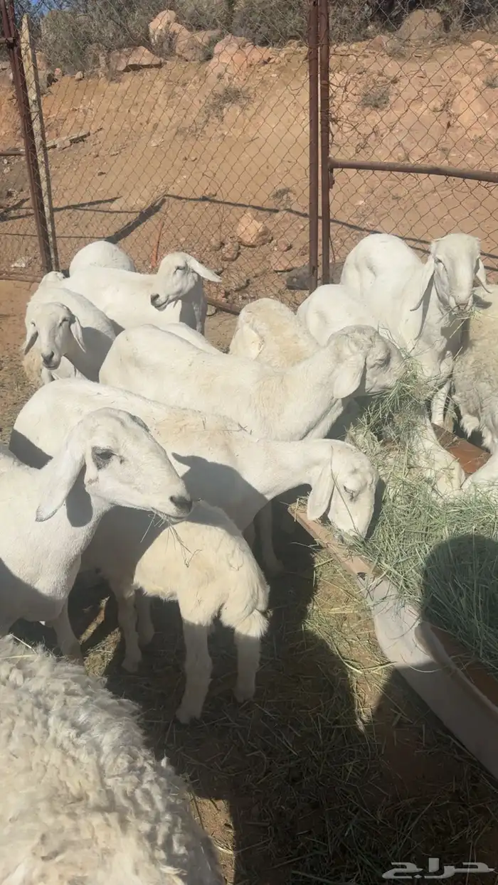 غنم حرش للبيع 2