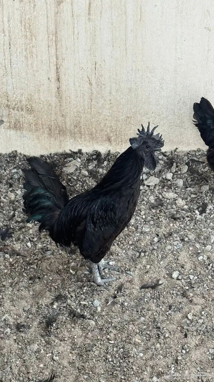 دجاج اندونيسي 0