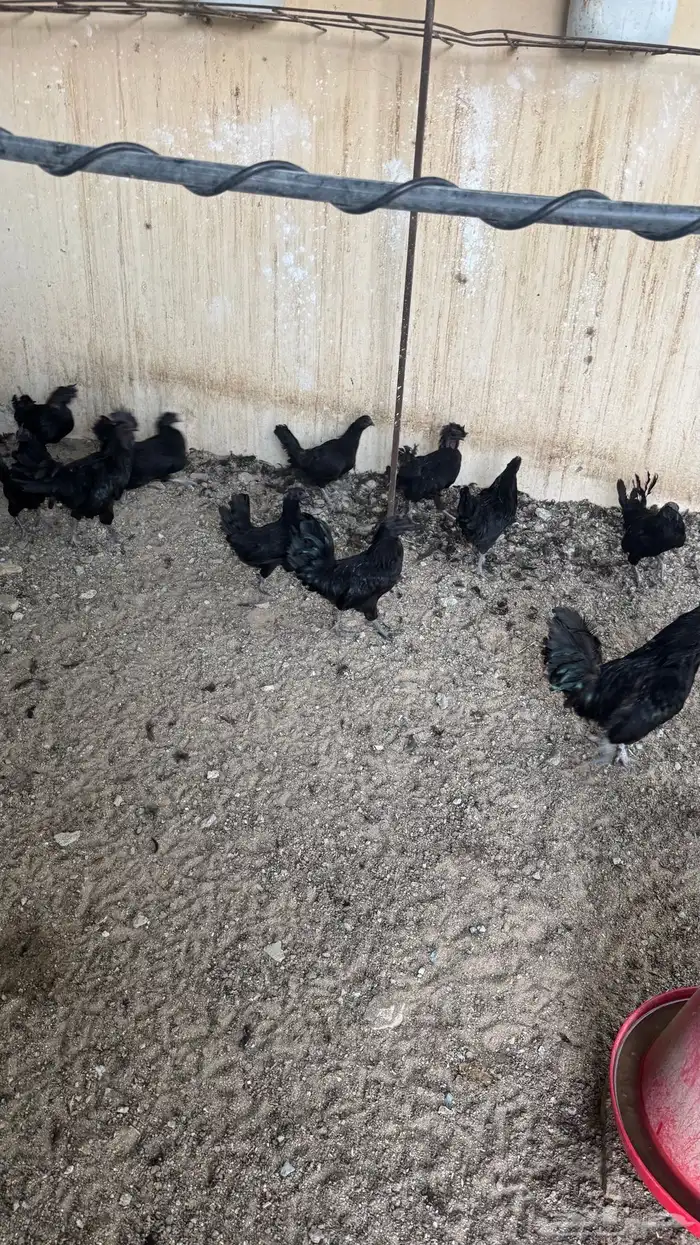 دجاج اندونيسي 3