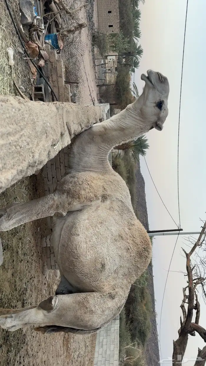 بعير فحل للبيع 2